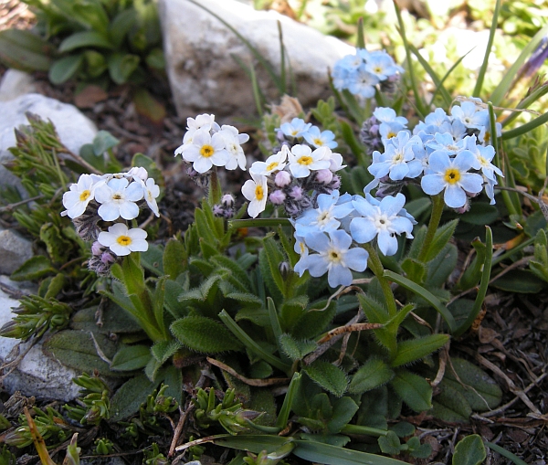 Myosotis sp.